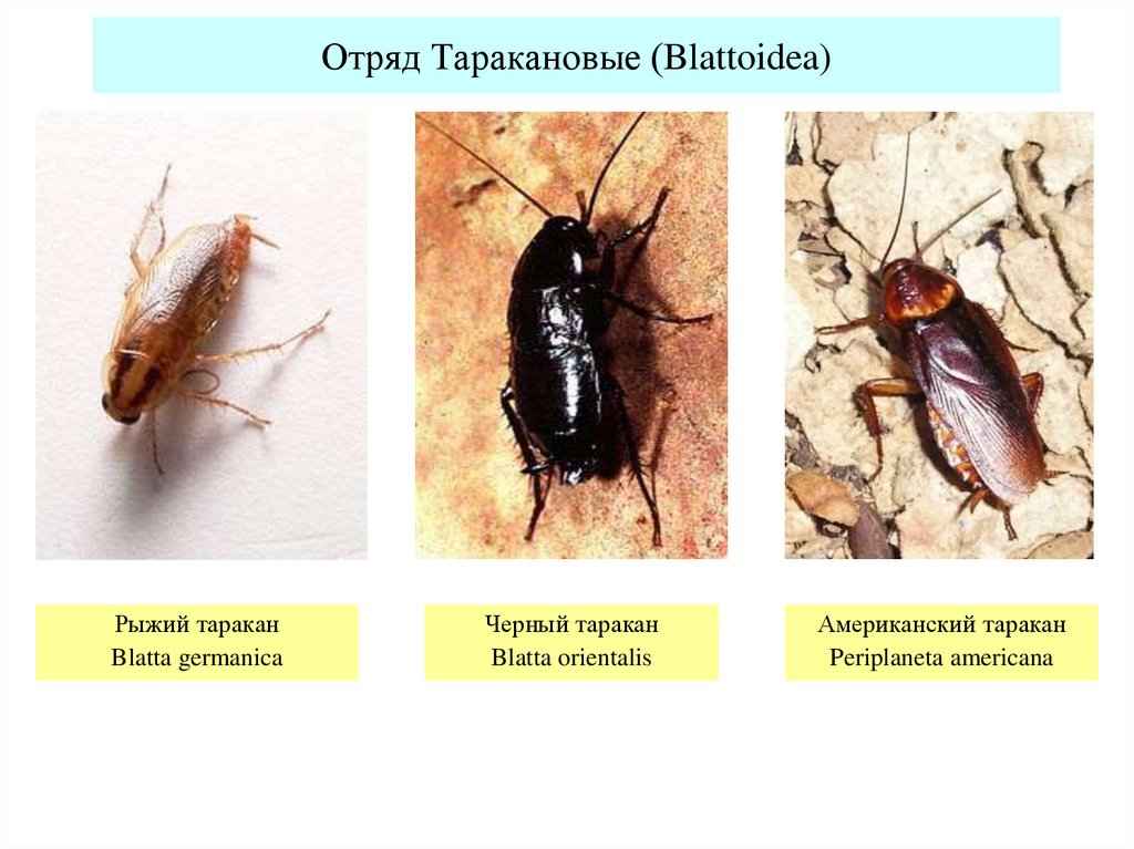 На фото описано про виды тараканов