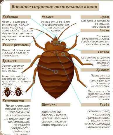На фото описано про отряд клопов