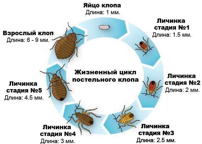 На фото описано про жизненный цикл клопов