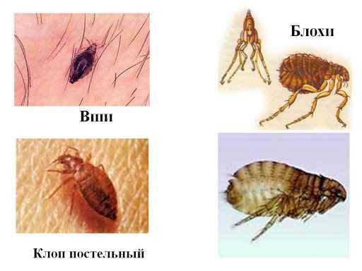 На фото описано про виды блох