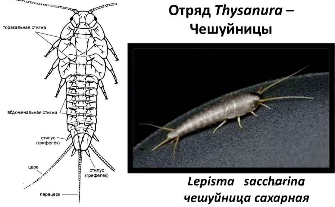 На фото описано про строение чешуйниц