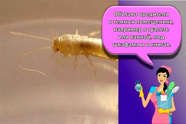 На фото описано про место обитания чешуйниц