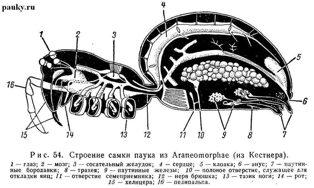 На фото описано про строение пауков