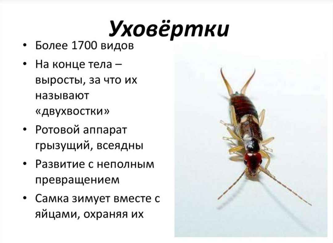 На фото описано про уховерку
