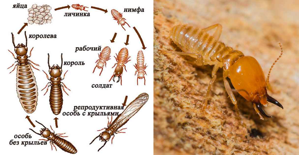 На фото описано про строение уховертки