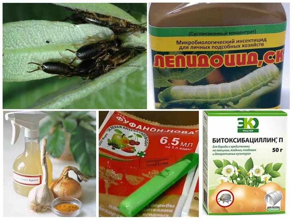 На фото описано про средства от уховертки