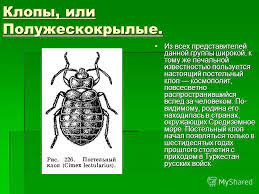 На фото описано про отряд клопов