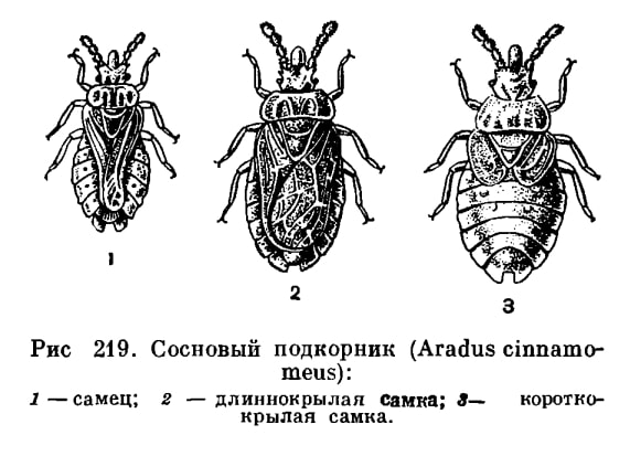 На фото описано про виды клопов