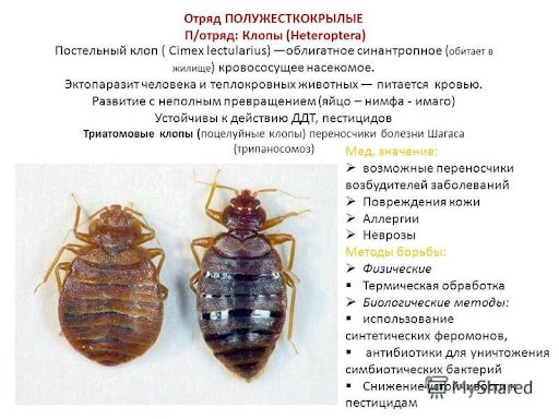 На фото описано про отряд клопов