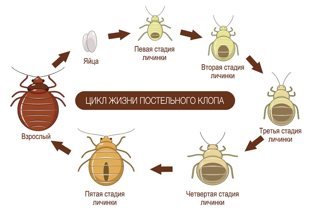 На фото описан жизненный цикл клопов