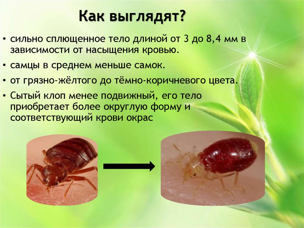 На фото описан внешний вид клопов
