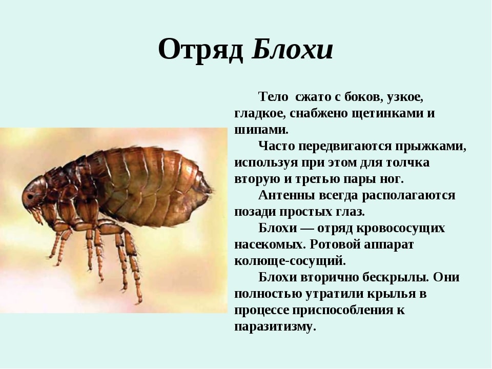 На фото описано про отряд блох