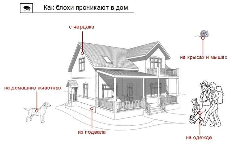 На фото описано про места обитания блох