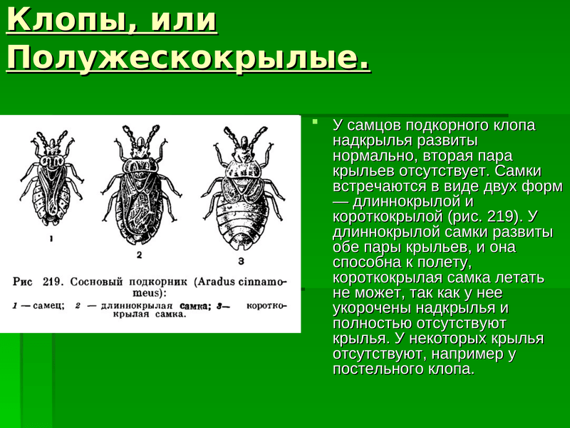 На фото описано про отряд клопов