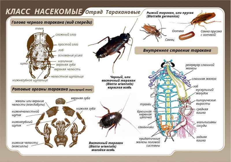 На фото описано про отряд тараканов