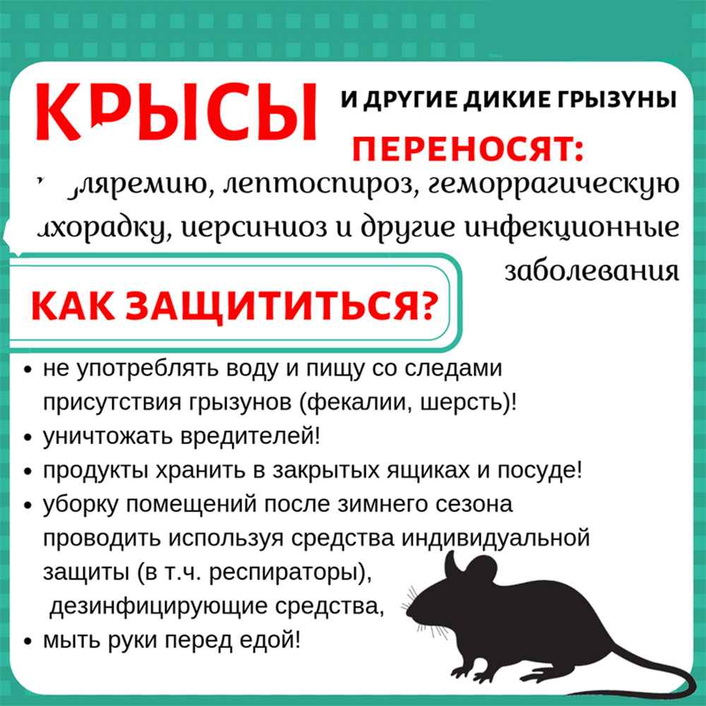 На фото описано про крыс и способов защиты
