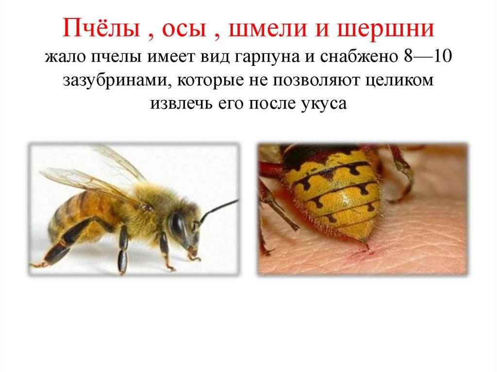 На фото описано про жало шершней