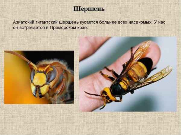 На фото описано про понятие шершней