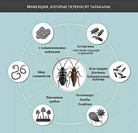 На фото описано про инфекции от тараканов