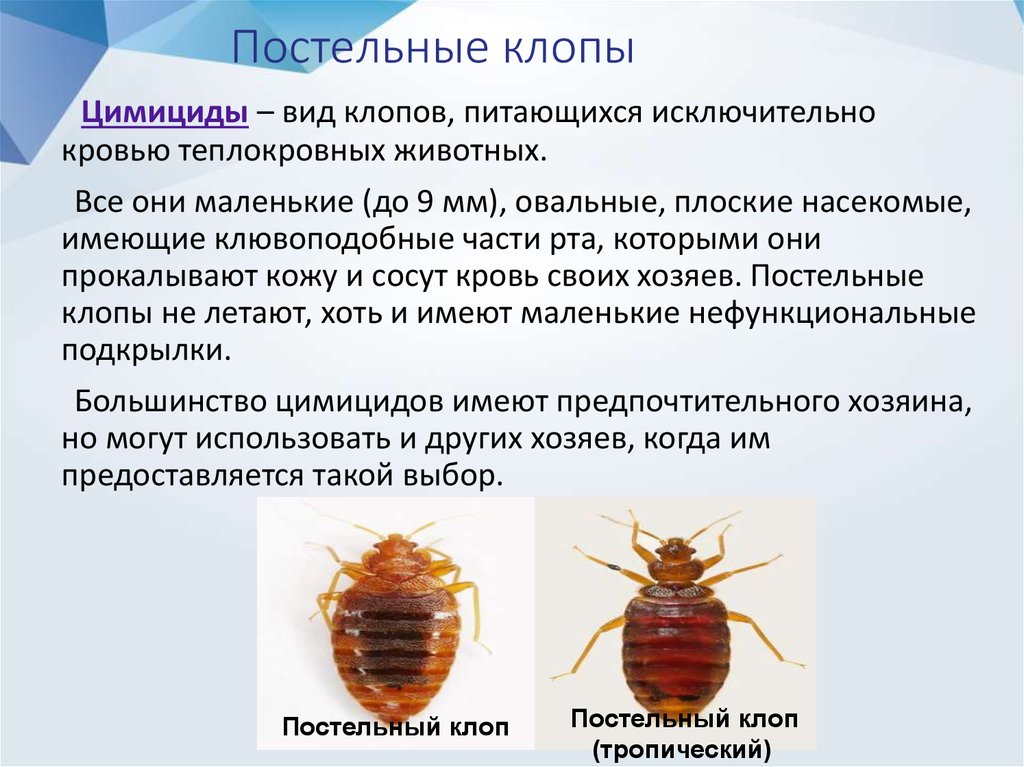 На фото описано про клопов