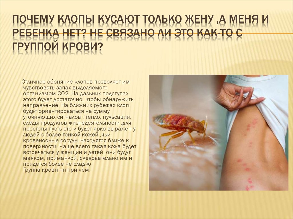 На фото описано про укусы клопов