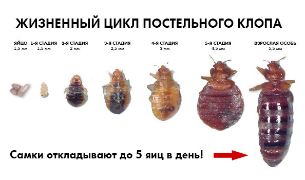 На фото описано про жизненный цикл клопов