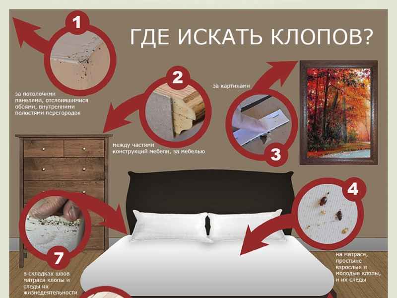 На фото описано про места обитания клопов