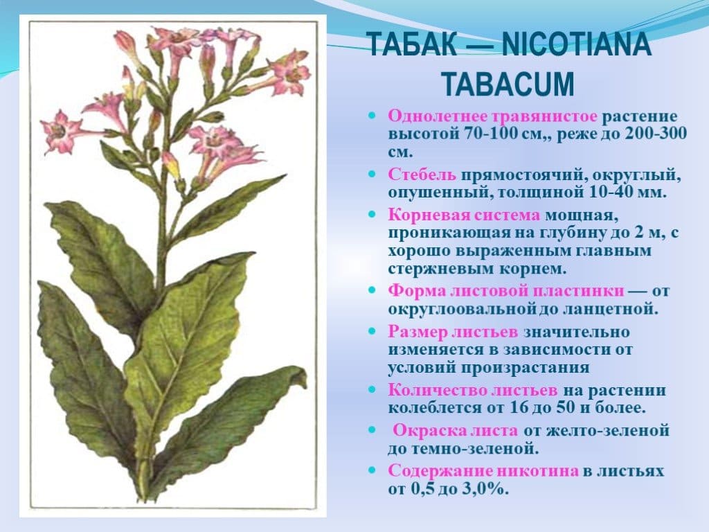 На фото описано про табак