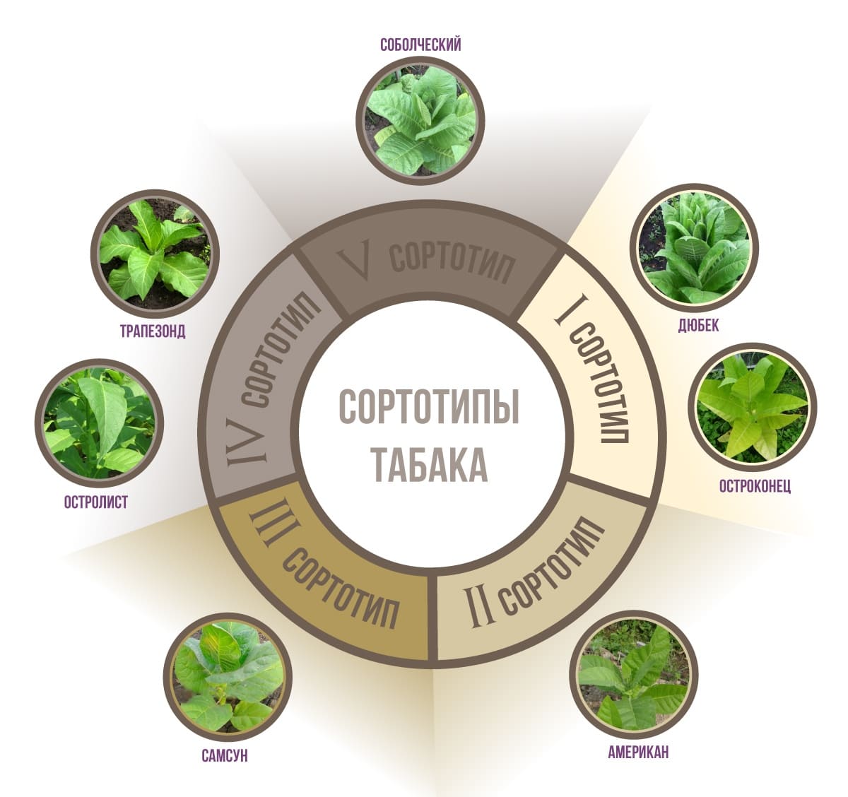На фото описано про виды табака