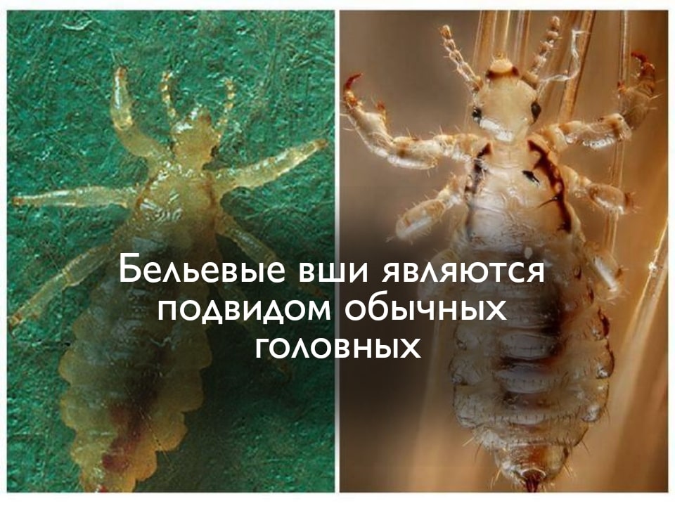На фото описано про бельевых вшей