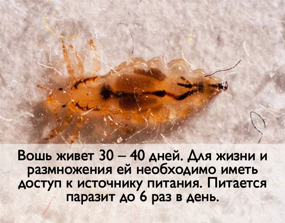 На фото описано про длительность жизни вши