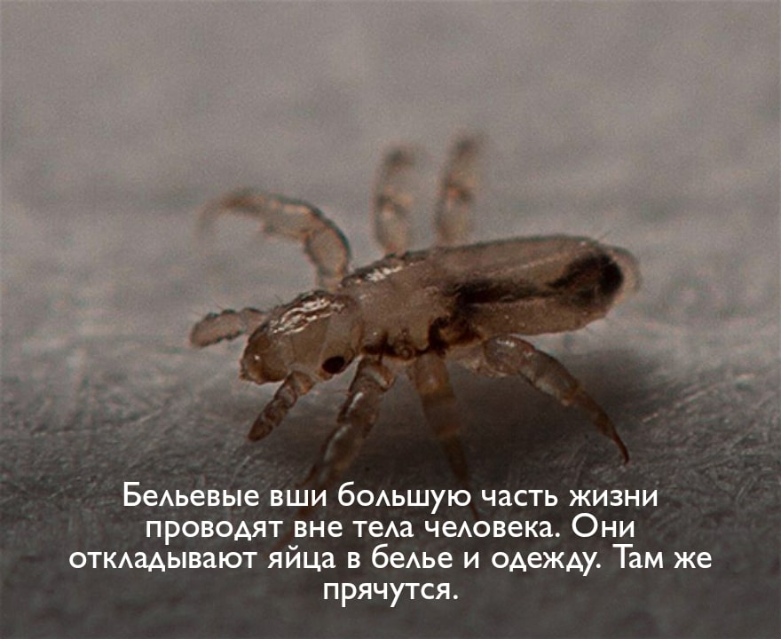 На фото описано про размножение вши