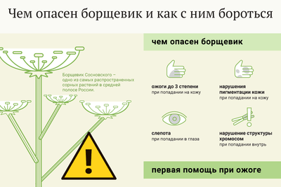 На фото описана опасность борщевика