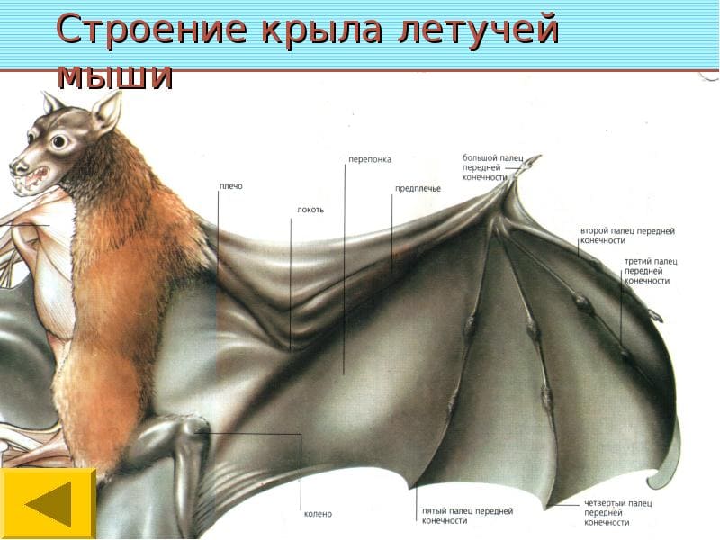 На фото описано про строение крыльев летучих мышей