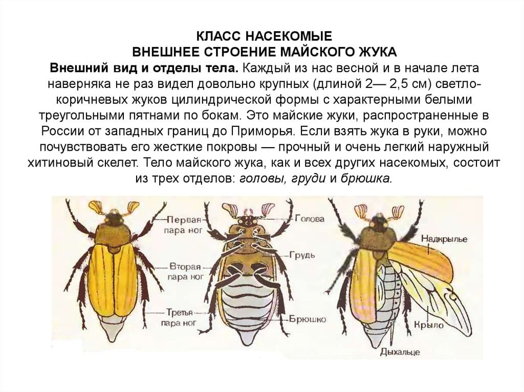На фото описано про понятие майского жука