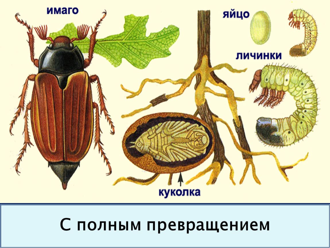 На фото описано про строение майского жука