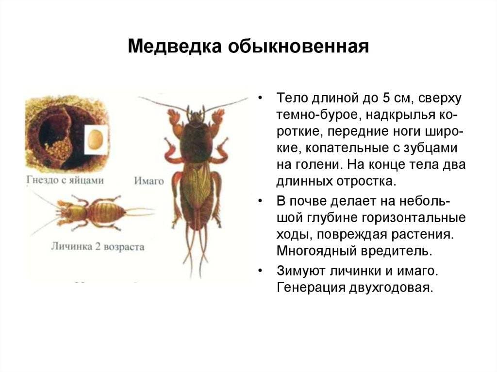 На фото описано про медведок