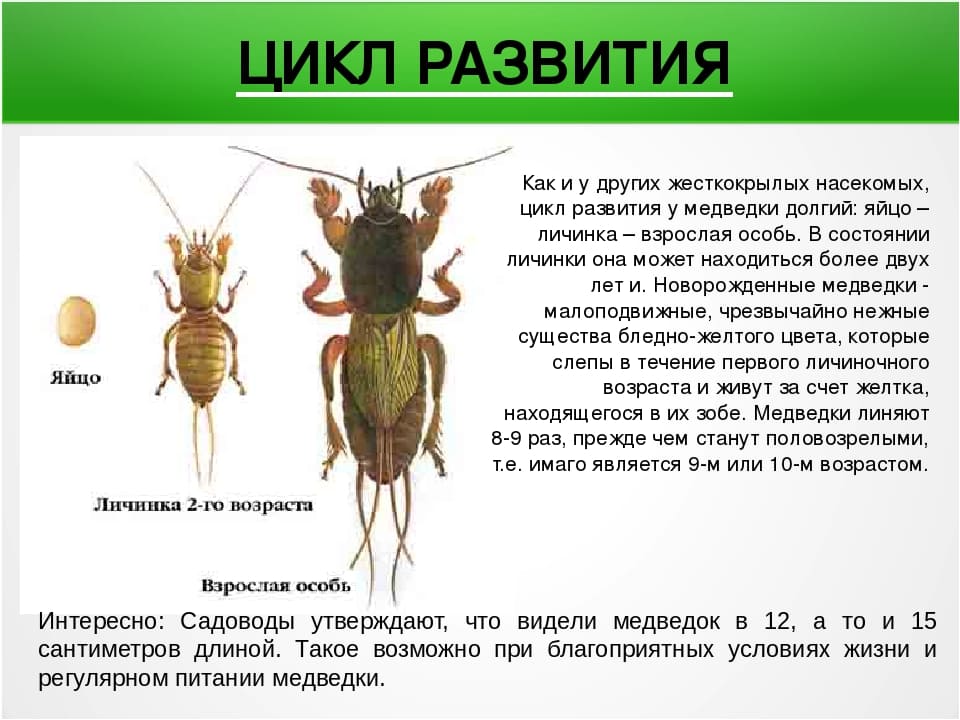 На фото описано про цикл развития медведки