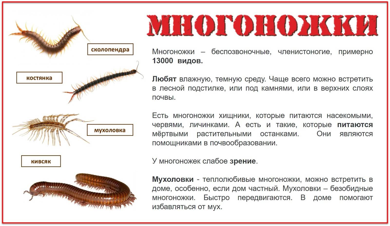 На фото описано про понятие многоножки