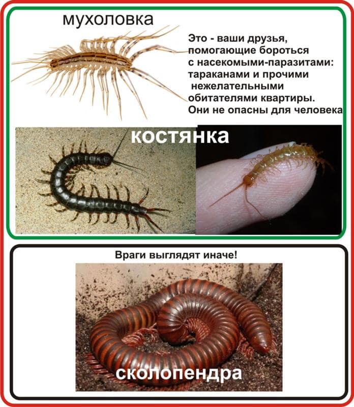 На фото описано про виды многоножки
