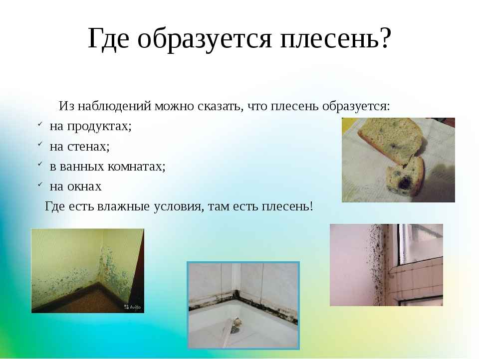 На фото описано, где образуется плесень