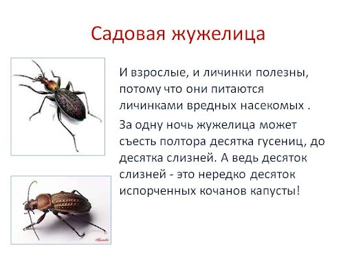 На фото описано про садовую жужелицу